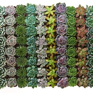 Shop Succulents | Radiant Rosette Collection of Live Succulent Plants, Hand Selected Variety Pack of Mini Succulents | 32-Pack