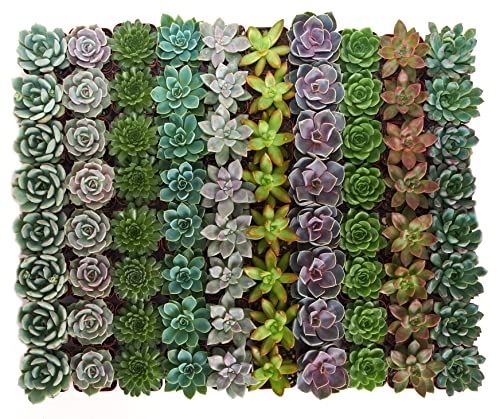 Shop Succulents | Radiant Rosette Collection of Live Succulent Plants, Hand Selected Variety Pack of Mini Succulents | 32-Pack