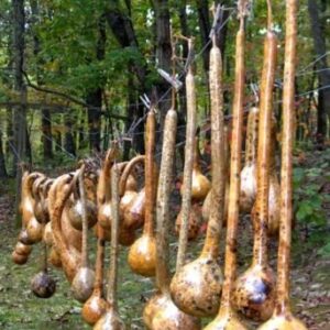 Dipper Gourd Seeds,12" long necks and bulbs with a diameter of 5-7"