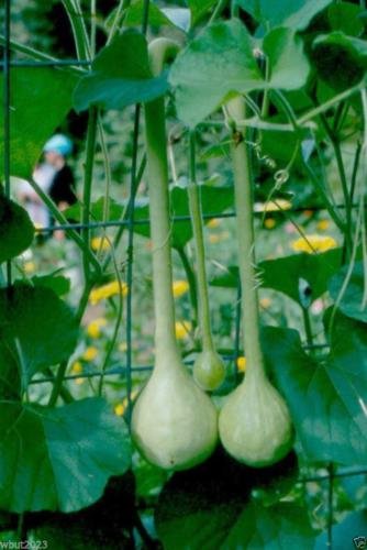 Dipper Gourd Seeds,12" long necks and bulbs with a diameter of 5-7"