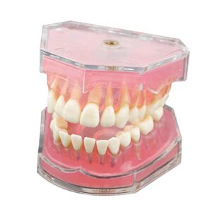 dentalmall dental demonstration teeth model - standard study teaching dental mode with all removable teeth #4004 silica gel material soft and bendable teeth typodonts