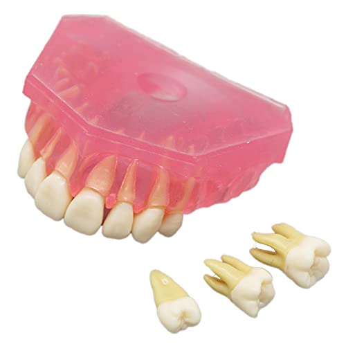 Dentalmall Dental Demonstration Teeth Model - Standard Study Teaching Dental Mode with All Removable Teeth #4004 Silica Gel Material Soft and Bendable Teeth Typodonts