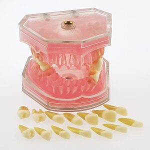 Dentalmall Dental Demonstration Teeth Model - Standard Study Teaching Dental Mode with All Removable Teeth #4004 Silica Gel Material Soft and Bendable Teeth Typodonts