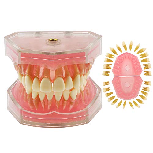 Dentalmall Dental Demonstration Teeth Model - Standard Study Teaching Dental Mode with All Removable Teeth #4004 Silica Gel Material Soft and Bendable Teeth Typodonts