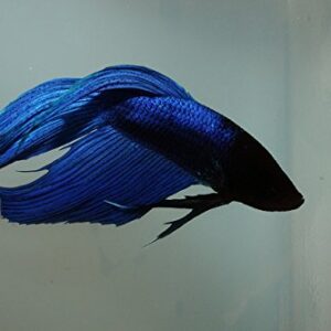 Betta Splendens Siamese Male Fighting Fish - Assorted Colors | Live Tropical Aquarium Fish