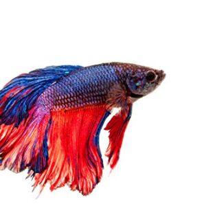 Betta Splendens Siamese Male Fighting Fish - Assorted Colors | Live Tropical Aquarium Fish