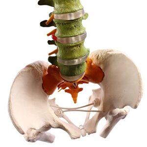 Wellden Medical Anatomical Super Flexible Spine Model with Pelvis and Femur Heads, Color Coded, Life Size