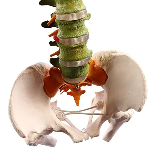 Wellden Medical Anatomical Super Flexible Spine Model with Pelvis and Femur Heads, Color Coded, Life Size