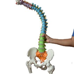 Wellden Medical Anatomical Super Flexible Spine Model with Pelvis and Femur Heads, Color Coded, Life Size