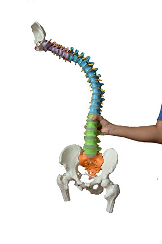 Wellden Medical Anatomical Super Flexible Spine Model with Pelvis and Femur Heads, Color Coded, Life Size