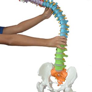 Wellden Medical Anatomical Super Flexible Spine Model with Pelvis and Femur Heads, Color Coded, Life Size