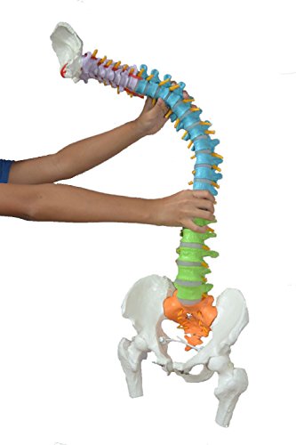 Wellden Medical Anatomical Super Flexible Spine Model with Pelvis and Femur Heads, Color Coded, Life Size