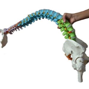 Wellden Medical Anatomical Super Flexible Spine Model with Pelvis and Femur Heads, Color Coded, Life Size