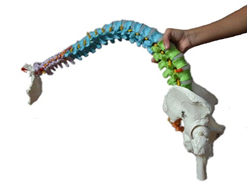 Wellden Medical Anatomical Super Flexible Spine Model with Pelvis and Femur Heads, Color Coded, Life Size