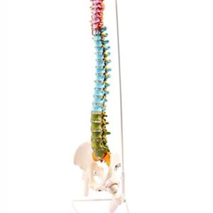 Wellden Medical Anatomical Super Flexible Spine Model with Pelvis and Femur Heads, Color Coded, Life Size