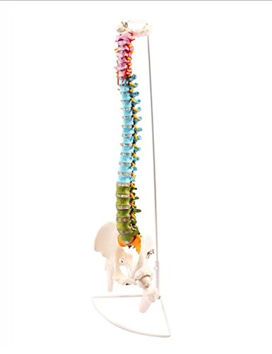 Wellden Medical Anatomical Super Flexible Spine Model with Pelvis and Femur Heads, Color Coded, Life Size