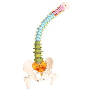 Wellden Medical Anatomical Super Flexible Spine Model with Pelvis and Femur Heads, Color Coded, Life Size