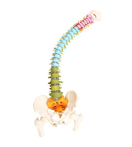 Wellden Medical Anatomical Super Flexible Spine Model with Pelvis and Femur Heads, Color Coded, Life Size