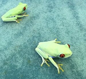 Josh's Frogs Frog Foam Terrarium Liner (12x12 Glass Terrarium)