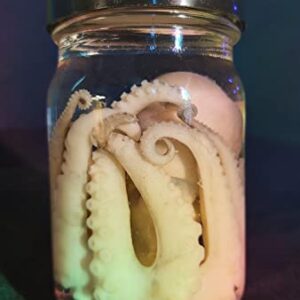 Real Preserved Octopus Wet Specimen Taxidermy Oddities Curiosities