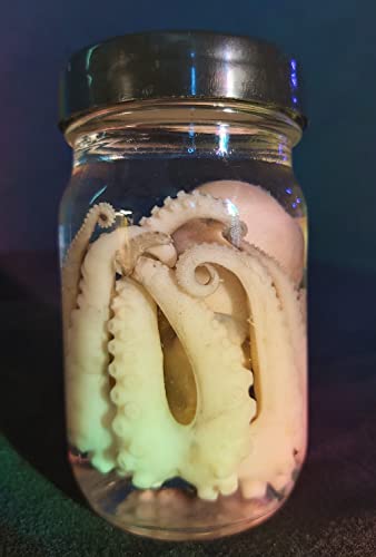 Real Preserved Octopus Wet Specimen Taxidermy Oddities Curiosities