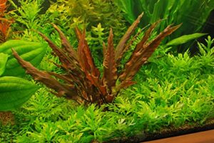 potted cryptocoryne wendtii red - live aquarium live plant