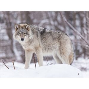 60" x 80" blanket comfort warmth soft plush throw for couch wolf snow close up grassland