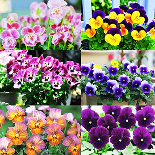 100 Pcs Viola Johnny Jump Up Flower Seeds, King Henry Viola Seeds for Planting (Viola cornuta) Seeds