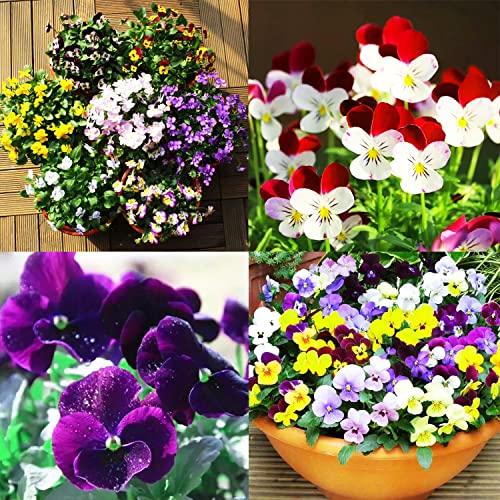 100 Pcs Viola Johnny Jump Up Flower Seeds, King Henry Viola Seeds for Planting (Viola cornuta) Seeds