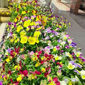 100 Pcs Viola Johnny Jump Up Flower Seeds, King Henry Viola Seeds for Planting (Viola cornuta) Seeds