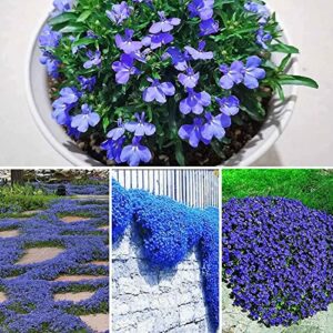 10000+ blue wild creeping thyme seeds for planting - perennial dwarf ground cover plants landscaping non-gmo thyme