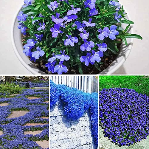 10000+ Blue Wild Creeping Thyme Seeds for Planting - Perennial Dwarf Ground Cover Plants Landscaping Non-GMO Thyme