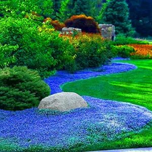 10000+ Blue Wild Creeping Thyme Seeds for Planting - Perennial Dwarf Ground Cover Plants Landscaping Non-GMO Thyme