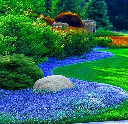 10000+ Blue Wild Creeping Thyme Seeds for Planting - Perennial Dwarf Ground Cover Plants Landscaping Non-GMO Thyme
