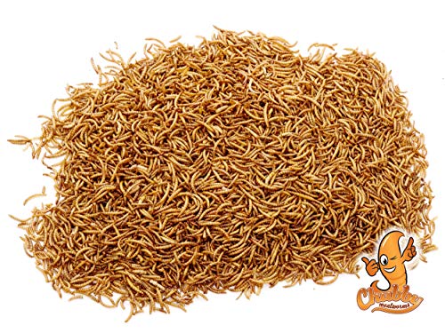 Chubby Mealworms Bulk Dried Mealworms for Wild Birds, Chickens etc. (2Lbs)