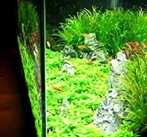 Finnex Fugeray Planted Aquarium LED Light Plus Moonlights, 45.5 - 48"