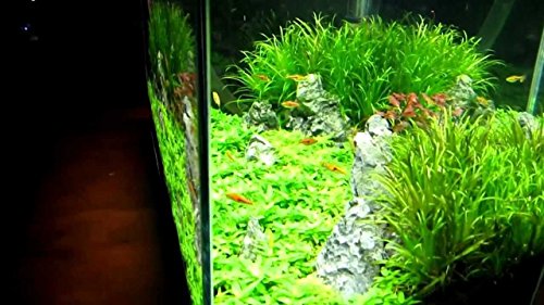 Finnex Fugeray Planted Aquarium LED Light Plus Moonlights, 45.5 - 48"