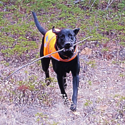 SafetyPUP XD - Reflective Dog Vest. Hi-Visibility, Fluorescent Blaze Orange Dog Vest Helps Protect Your Best Friend. Safeguard Your PUP from Motorists & Hunting Accidents, On or Off Leash. (Large)