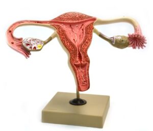 eisco labs model, human, female reproductive, ovary