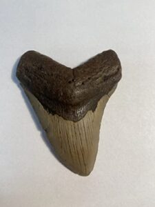 authentic megalodon shark tooth (carcharodon megalodon)