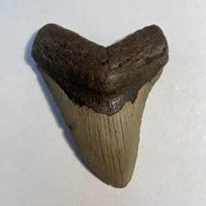 Authentic Megalodon Shark Tooth (Carcharodon megalodon)