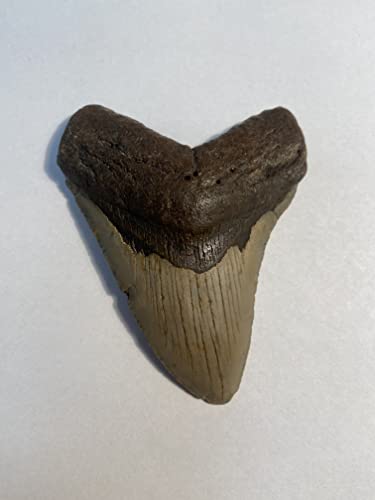 Authentic Megalodon Shark Tooth (Carcharodon megalodon)
