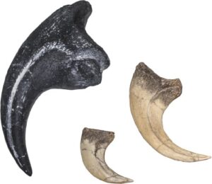 dinosaur claw set : allosaurus, velociraptor and deinonychus (replica)