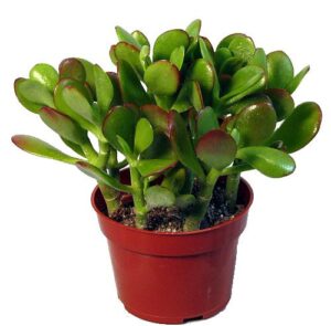 jade plant - crassula ovata - easy to grow - 4" pot