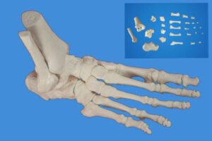 wellden medical anatomical foot skeleton model,disarticulated and assembled by magnets, life size