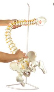 super flexible spine model with pelvis and femur heads, life size, 87cm/34”