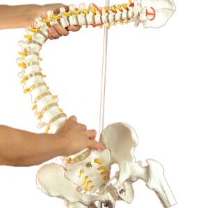 Super Flexible Spine Model with Pelvis and Femur Heads, Life Size, 87cm/34”