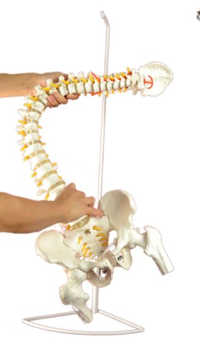 Super Flexible Spine Model with Pelvis and Femur Heads, Life Size, 87cm/34”