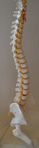 Super Flexible Spine Model with Pelvis and Femur Heads, Life Size, 87cm/34”