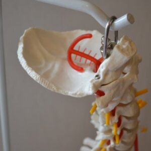 Super Flexible Spine Model with Pelvis and Femur Heads, Life Size, 87cm/34”